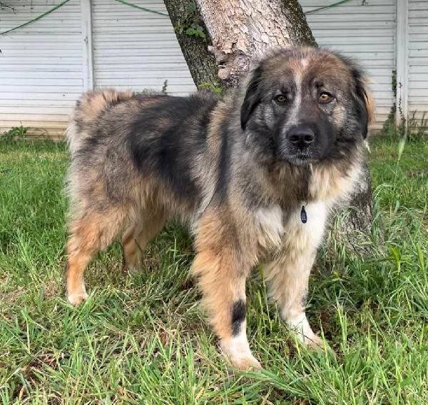 Prugna Bellissima Cagnolona